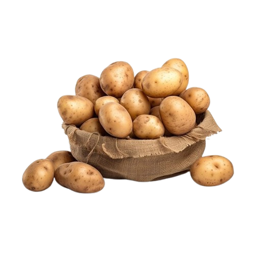 Toptan  Patates Tohumu - Hollanda Agria